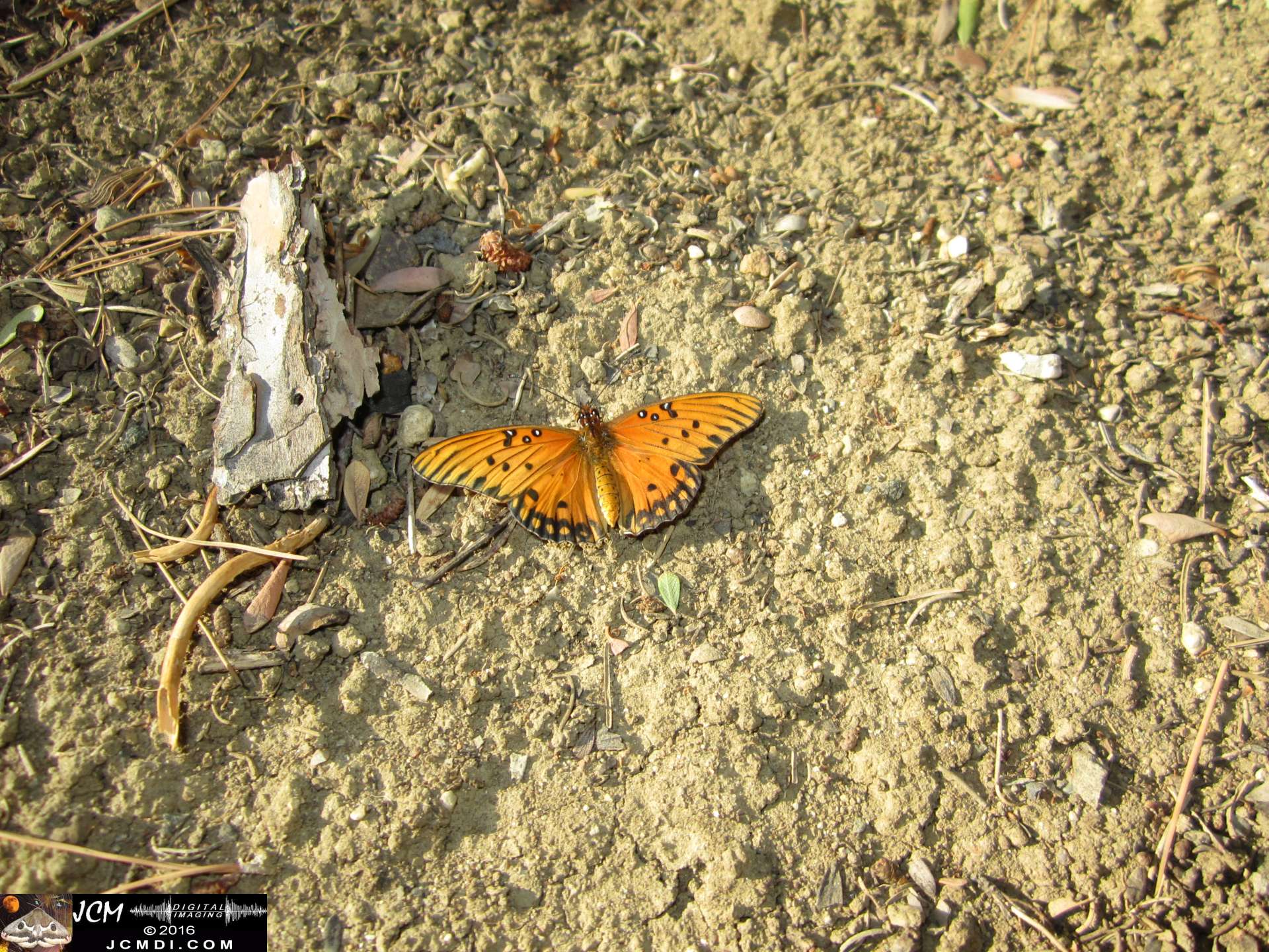 A Gulf Fritillary butterfly being released at the end of the life cycle-rearing documentary project